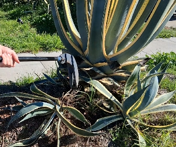 Disc brake rotor monster weed puller